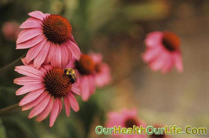 Echinacea in pregnancy