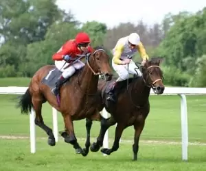 Adjusting the Weight of the Riding Horses